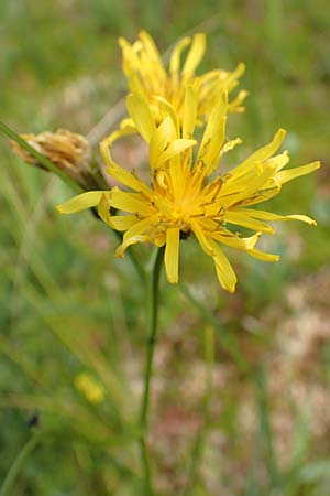 Crepis paludosa \ Sumpf-Pippau / Marsh Hawk's-Beard, D Pfronten 28.6.2016