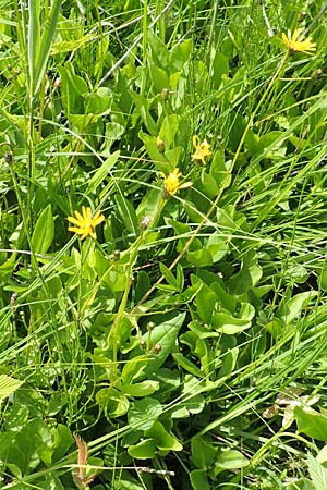 Crepis paludosa \ Sumpf-Pippau / Marsh Hawk's-Beard, D Pfronten 28.6.2016