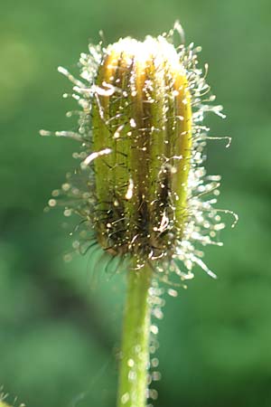Crepis paludosa \ Sumpf-Pippau / Marsh Hawk's-Beard, D Schwarzwald/Black-Forest, Notschrei 10.7.2016