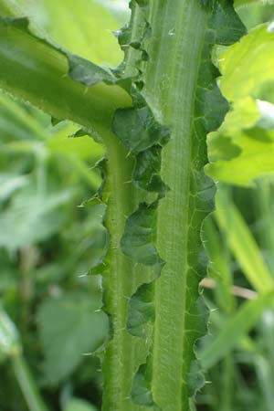 Cirsium palustre / Marsh Thistle, D Erlenbach am Main 20.5.2017