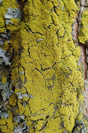 Candelaria pacifica \ Leuchterflechte / Eggyolk Lichen, D &Uuml;bach-Palenberg 13.6.2018