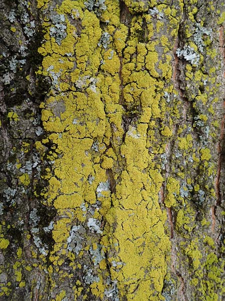 Candelaria pacifica \ Leuchterflechte / Eggyolk Lichen, D &Uuml;bach-Palenberg 13.6.2018