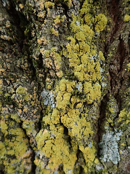 Candelaria pacifica \ Leuchterflechte / Eggyolk Lichen, D &Uuml;bach-Palenberg 13.6.2018