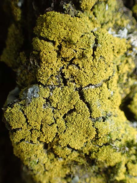 Candelaria pacifica \ Leuchterflechte / Eggyolk Lichen, D &Uuml;bach-Palenberg 13.6.2018