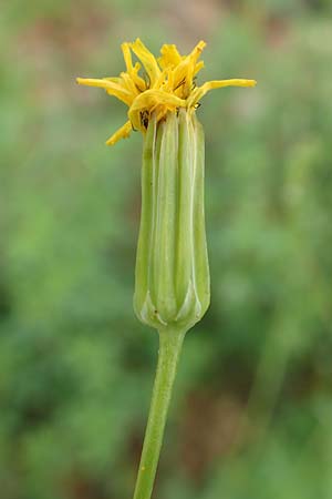 Crepis pulchra / Small-Flowered Hawk's-Beard, D Eisenberg 16.6.2018