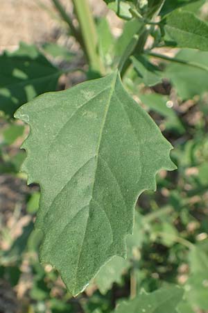Chenopodium probstii \ Probsts G�nsefu� / Probst's Goosefoot, D Bamberg 5.9.2018