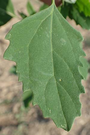 Chenopodium probstii \ Probsts G�nsefu� / Probst's Goosefoot, D Bamberg 5.9.2018