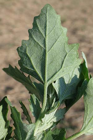 Chenopodium probstii \ Probsts G�nsefu� / Probst's Goosefoot, D Bamberg 5.9.2018