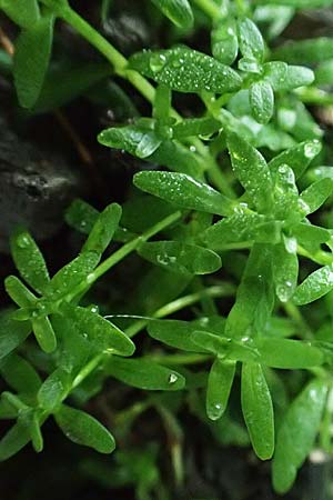 Callitriche platycarpa \ Breitfr�chtiger Wasserstern / Various-Leaved Water Starwort, D Zaberfeld-Leonbronn 4.10.2018