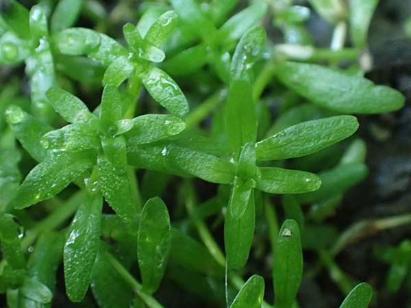 Callitriche platycarpa \ Breitfr�chtiger Wasserstern / Various-Leaved Water Starwort, D Zaberfeld-Leonbronn 4.10.2018