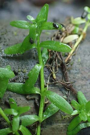 Callitriche platycarpa \ Breitfr�chtiger Wasserstern / Various-Leaved Water Starwort, D Zaberfeld-Leonbronn 4.10.2018
