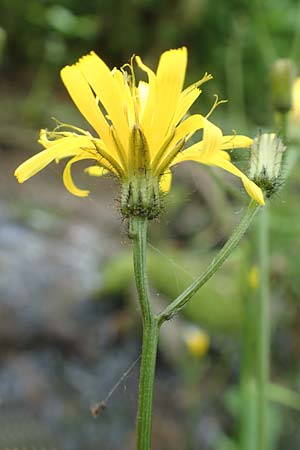 Crepis paludosa \ Sumpf-Pippau / Marsh Hawk's-Beard, D Sundern 14.6.2019