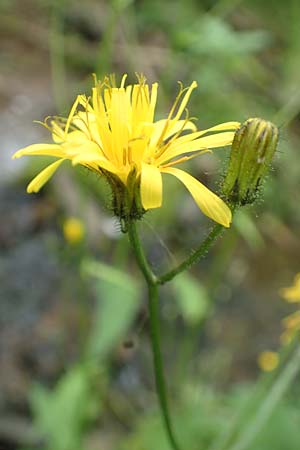 Crepis paludosa \ Sumpf-Pippau / Marsh Hawk's-Beard, D Sundern 14.6.2019