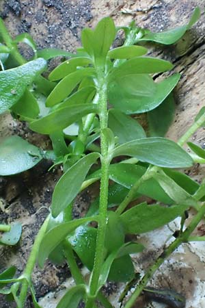 Callitriche platycarpa \ Breitfr�chtiger Wasserstern / Various-Leaved Water Starwort, D Zaberfeld-Leonbronn 13.9.2019