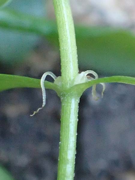Callitriche platycarpa \ Breitfr�chtiger Wasserstern / Various-Leaved Water Starwort, D Zaberfeld-Leonbronn 13.9.2019