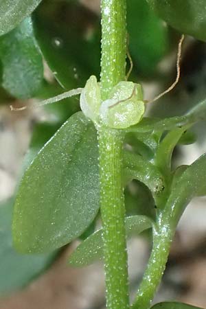 Callitriche platycarpa \ Breitfr�chtiger Wasserstern / Various-Leaved Water Starwort, D Zaberfeld-Leonbronn 13.9.2019