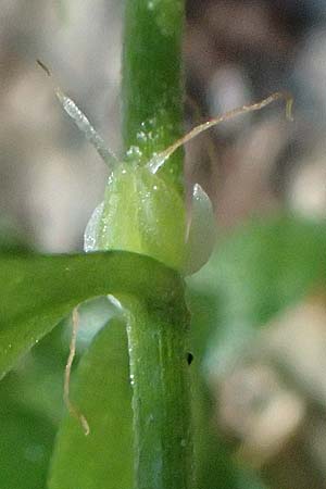 Callitriche platycarpa \ Breitfr�chtiger Wasserstern / Various-Leaved Water Starwort, D Zaberfeld-Leonbronn 13.9.2019
