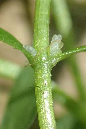 Callitriche platycarpa \ Breitfr�chtiger Wasserstern / Various-Leaved Water Starwort, D Zaberfeld-Leonbronn 13.9.2019
