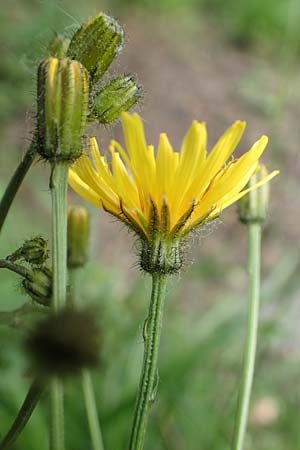 Crepis paludosa \ Sumpf-Pippau / Marsh Hawk's-Beard, D Neuleiningen 25.5.2020