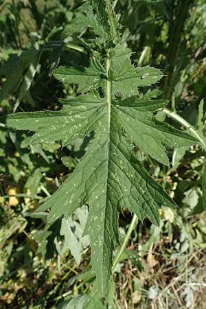 Cirsium palustre / Marsh Thistle, D Mannheim 1.6.2020
