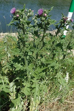 Cirsium palustre / Marsh Thistle, D Mannheim 1.6.2020