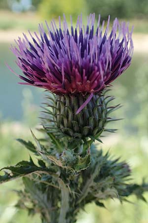 Cirsium palustre / Marsh Thistle, D Mannheim 1.6.2020