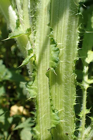 Cirsium palustre / Marsh Thistle, D Mannheim 1.6.2020
