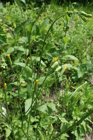 Crepis pulchra / Small-Flowered Hawk's-Beard, D Pforzheim 12.6.2021