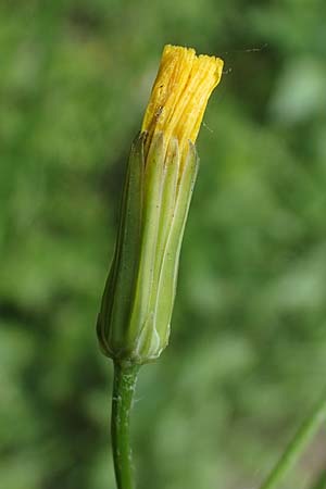 Crepis pulchra / Small-Flowered Hawk's-Beard, D Pforzheim 12.6.2021