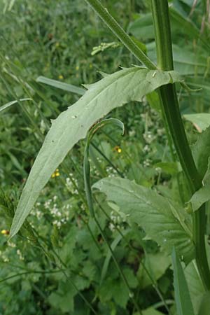 Crepis pulchra / Small-Flowered Hawk's-Beard, D Pforzheim 12.6.2021