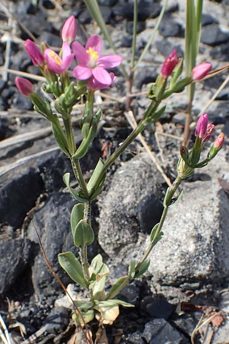 Centaurium erythraea \ Echtes Tausendg�ldenkraut / Common Centaury, D Dorsten 20.6.2022