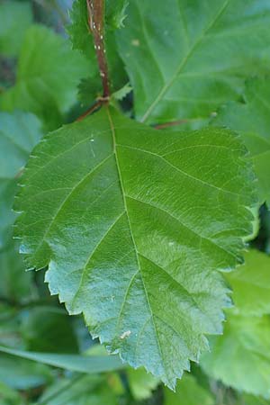 Crataegus persimilis \ Pflaumenbl�ttriger Wei�dorn / Plumleaf Hawthorn, D Wiesbaden 30.5.2023