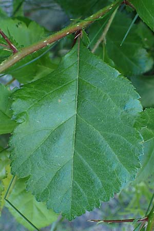 Crataegus persimilis \ Pflaumenbl�ttriger Wei�dorn / Plumleaf Hawthorn, D Wiesbaden 30.5.2023