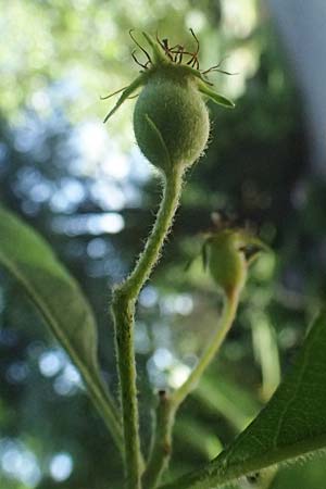 Crataegus persimilis \ Pflaumenbl�ttriger Wei�dorn / Plumleaf Hawthorn, D Duisburg 19.6.2025