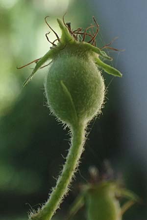 Crataegus persimilis \ Pflaumenbl�ttriger Wei�dorn / Plumleaf Hawthorn, D Duisburg 19.6.2025