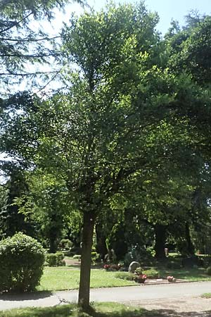 Crataegus persimilis \ Pflaumenbl�ttriger Wei�dorn / Plumleaf Hawthorn, D Duisburg 19.6.2025