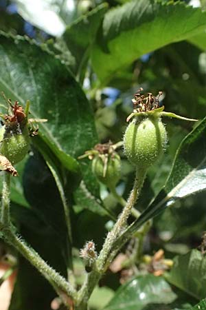 Crataegus persimilis \ Pflaumenbl�ttriger Wei�dorn / Plumleaf Hawthorn, D Dinslaken 19.6.2025