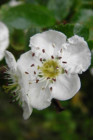 Crataegus laevigata \ Zweigriffeliger Wei�dorn / Midland Hawthorn, Woodland Hawthorn, D N&uuml;dlingen 9.5.2015