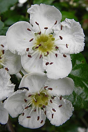 Crataegus laevigata \ Zweigriffeliger Wei�dorn / Midland Hawthorn, Woodland Hawthorn, D N&uuml;dlingen 9.5.2015
