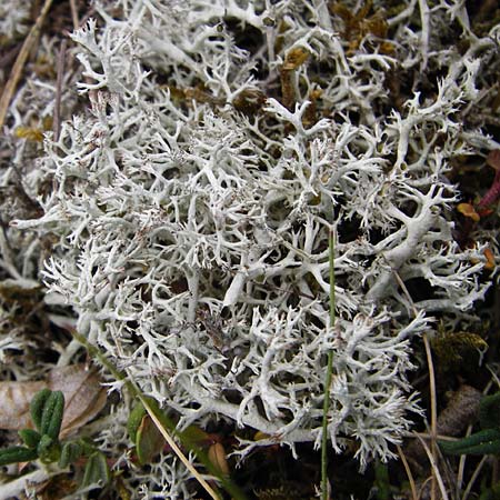 Cladonia rangiferina \ Rentier-Flechte / Reindeer Lichen, D Herborn 16.5.2015