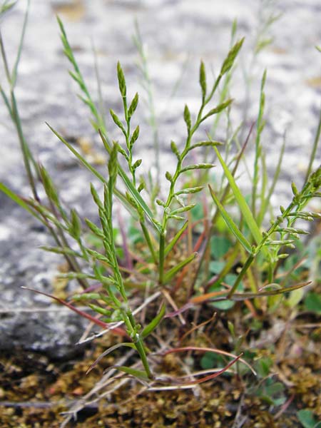 Catapodium rigidum \ Steifgras / Fern Grass, D Mannheim 27.5.2015