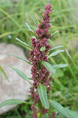 Chenopodium rubrum \ Roter G�nsefu� / Red Goosefoot, D Mannheim 23.9.2015