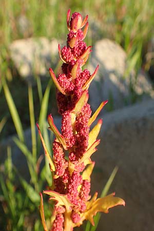 Chenopodium rubrum \ Roter G�nsefu� / Red Goosefoot, D Biblis 28.9.2015