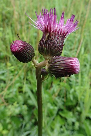 Cirsium rivulare / Brook Thistle, D Pfronten 9.6.2016