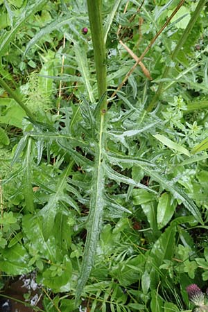 Cirsium rivulare / Brook Thistle, D Pfronten 9.6.2016