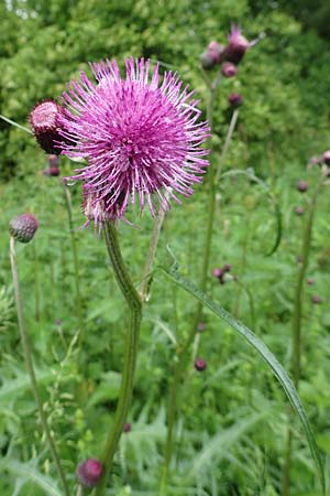 Cirsium rivulare / Brook Thistle, D Pfronten 9.6.2016