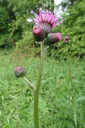 Cirsium rivulare / Brook Thistle, D Pfronten 9.6.2016
