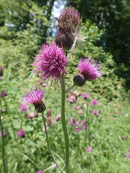 Cirsium rivulare / Brook Thistle, D Pfronten 28.6.2016