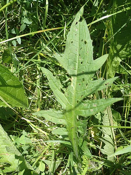 Cirsium rivulare / Brook Thistle, D Pfronten 28.6.2016