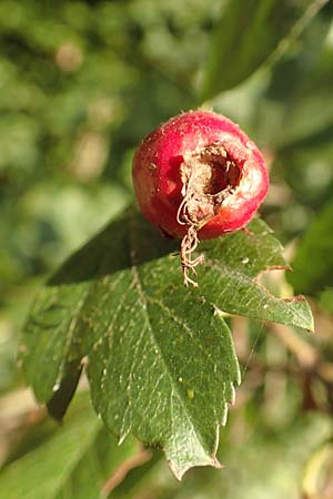Crataegus rhipidophylla subsp. rhipidophylla \ Gro�kelch-Wei�dorn / Midland Hawthorn, D Langenselbold 10.9.2016